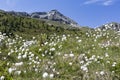 Blooming cotton grass in the mountains of Italyy